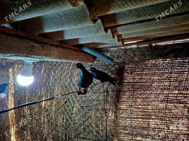 KEPDERI - Mary - img 6