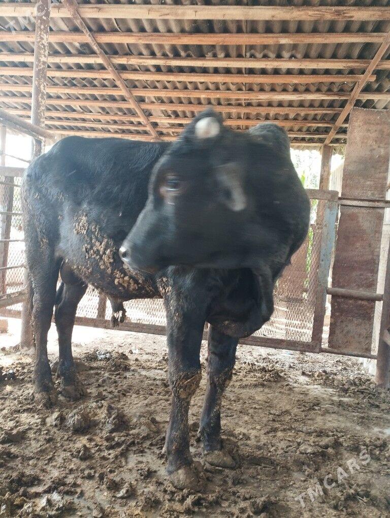 okuz - Гёкдже - img 2