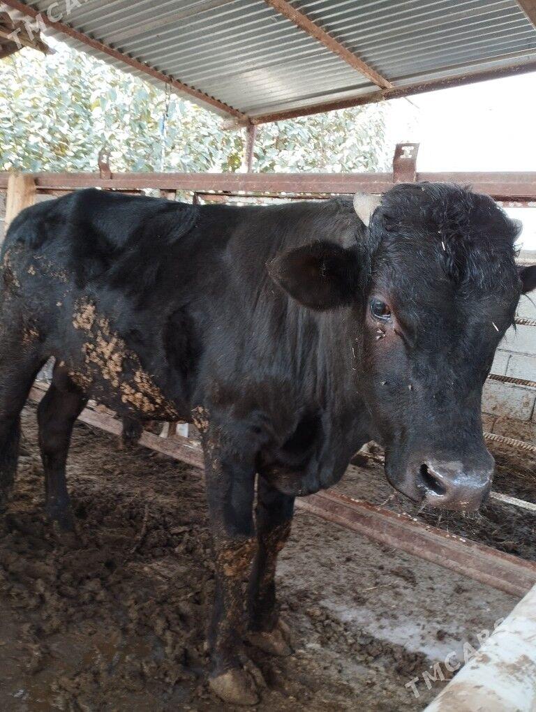 okuz - Гёкдже - img 1