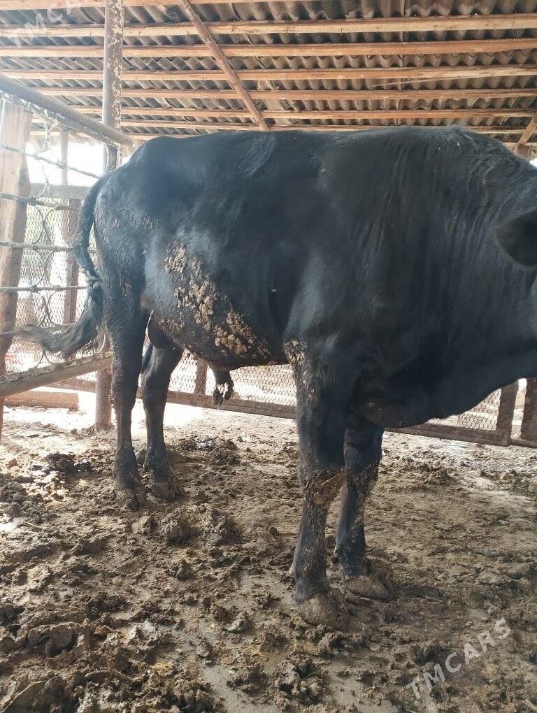 okuz - Гёкдже - img 3