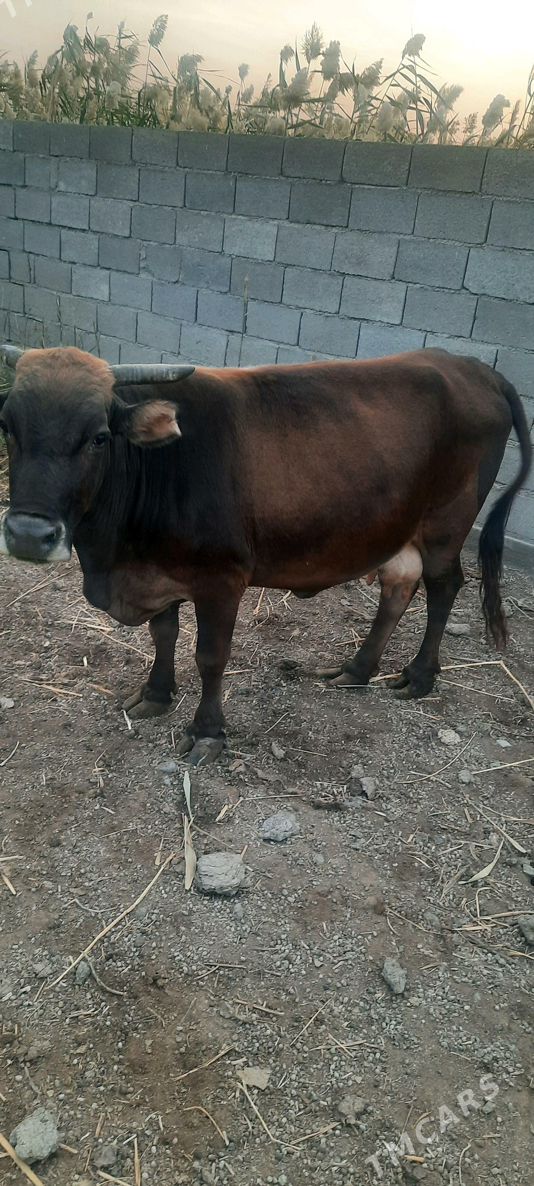 bakylan sygyr - Bäherden - img 1