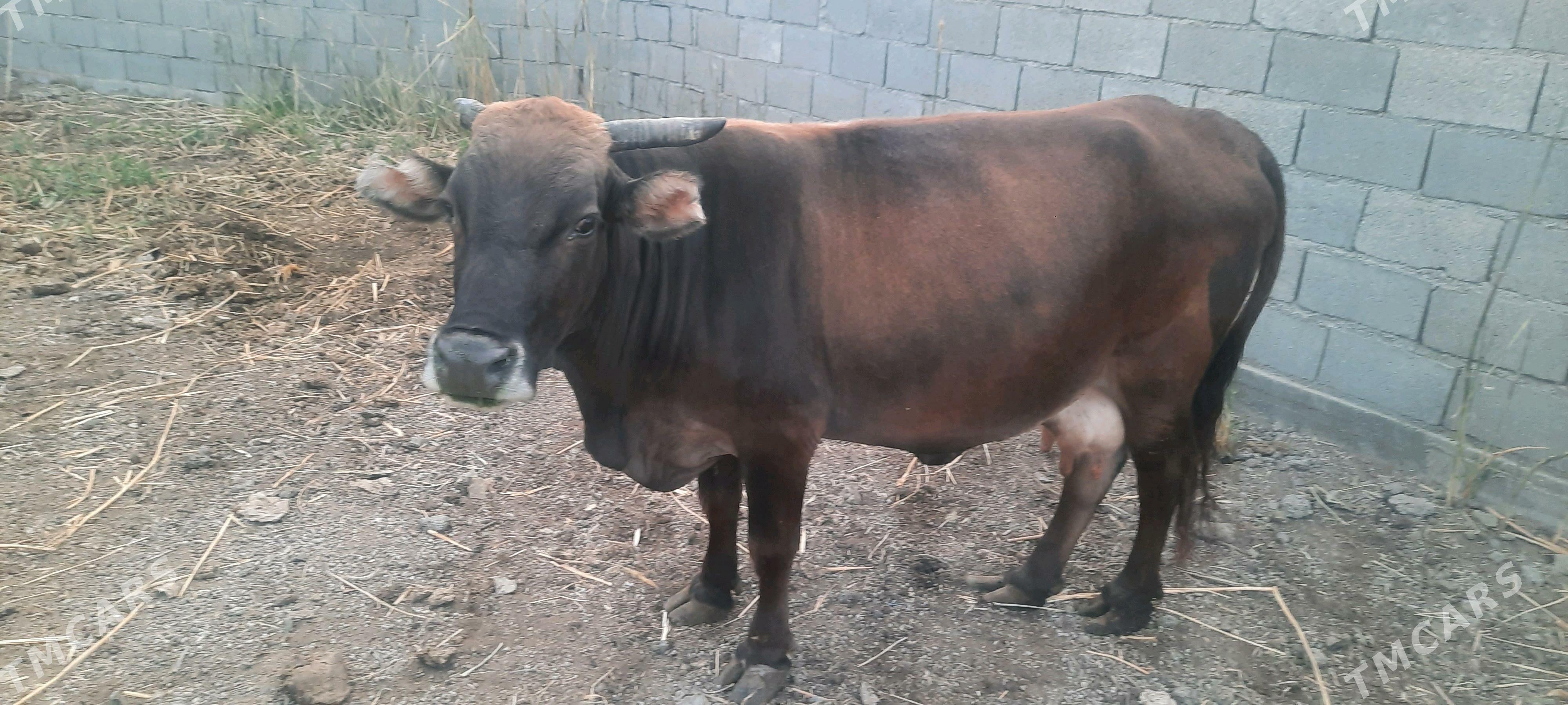 bakylan sygyr - Bäherden - img 2