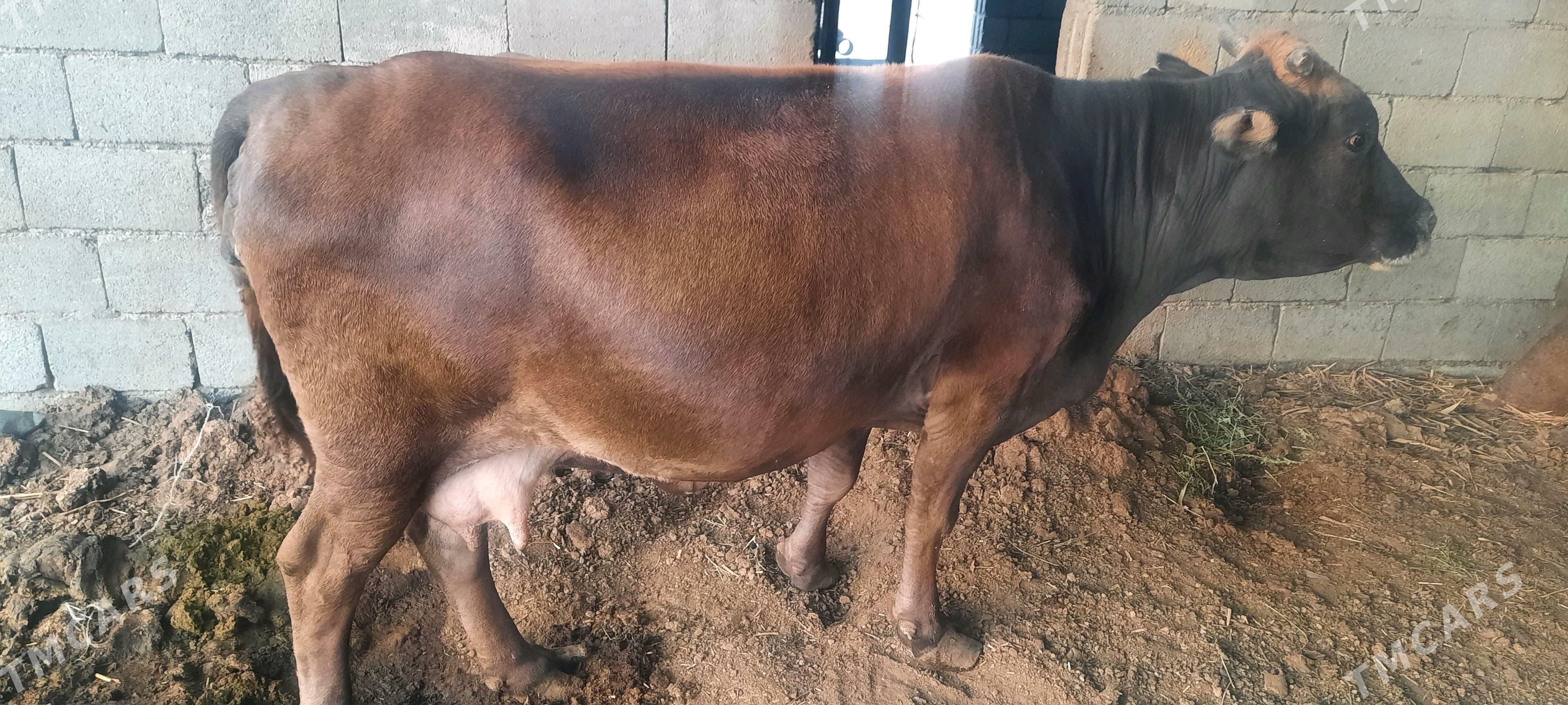 bakylan sygyr - Bäherden - img 3