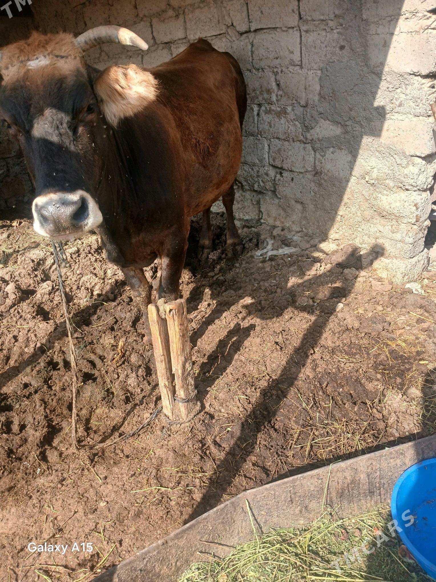 sygyr - Яшлык - img 2