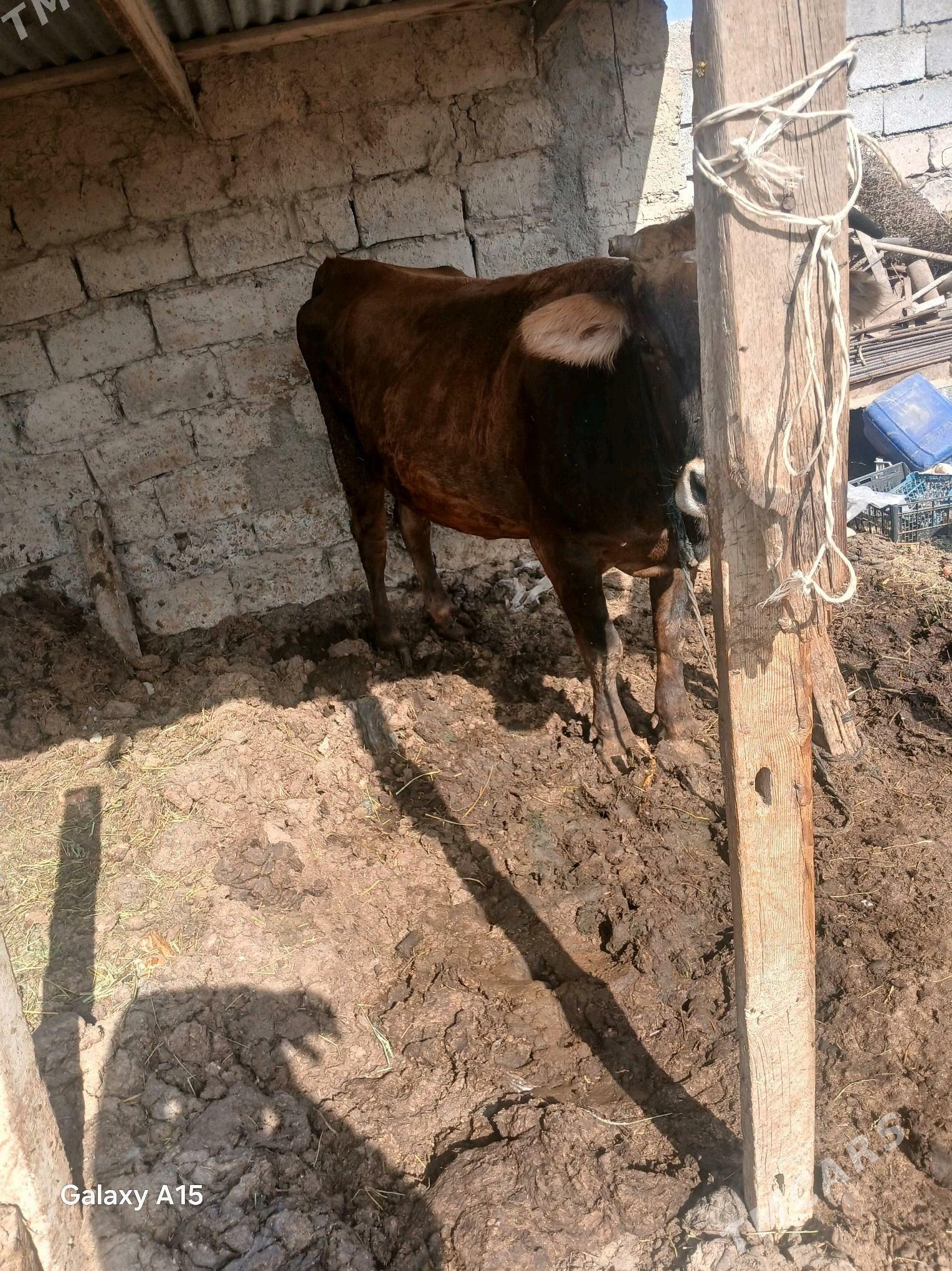 sygyr - Яшлык - img 1