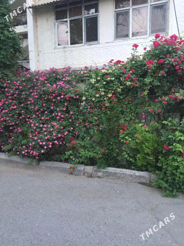 1nji aptek Alyşir Nowaýy - Ким район - img 1