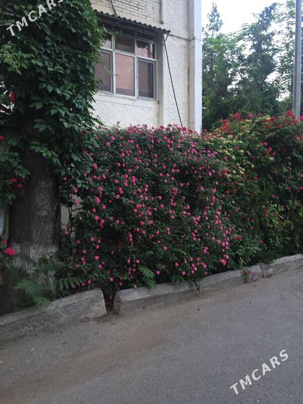 1nji aptek Alyşir Nowaýy - Ким район - img 2