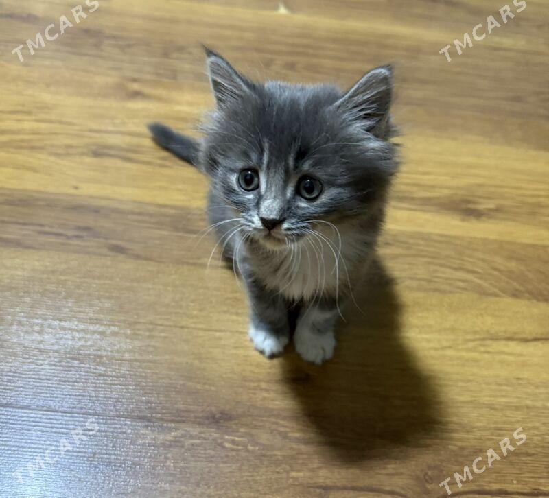 Шотландский котенок - Мары - img 2