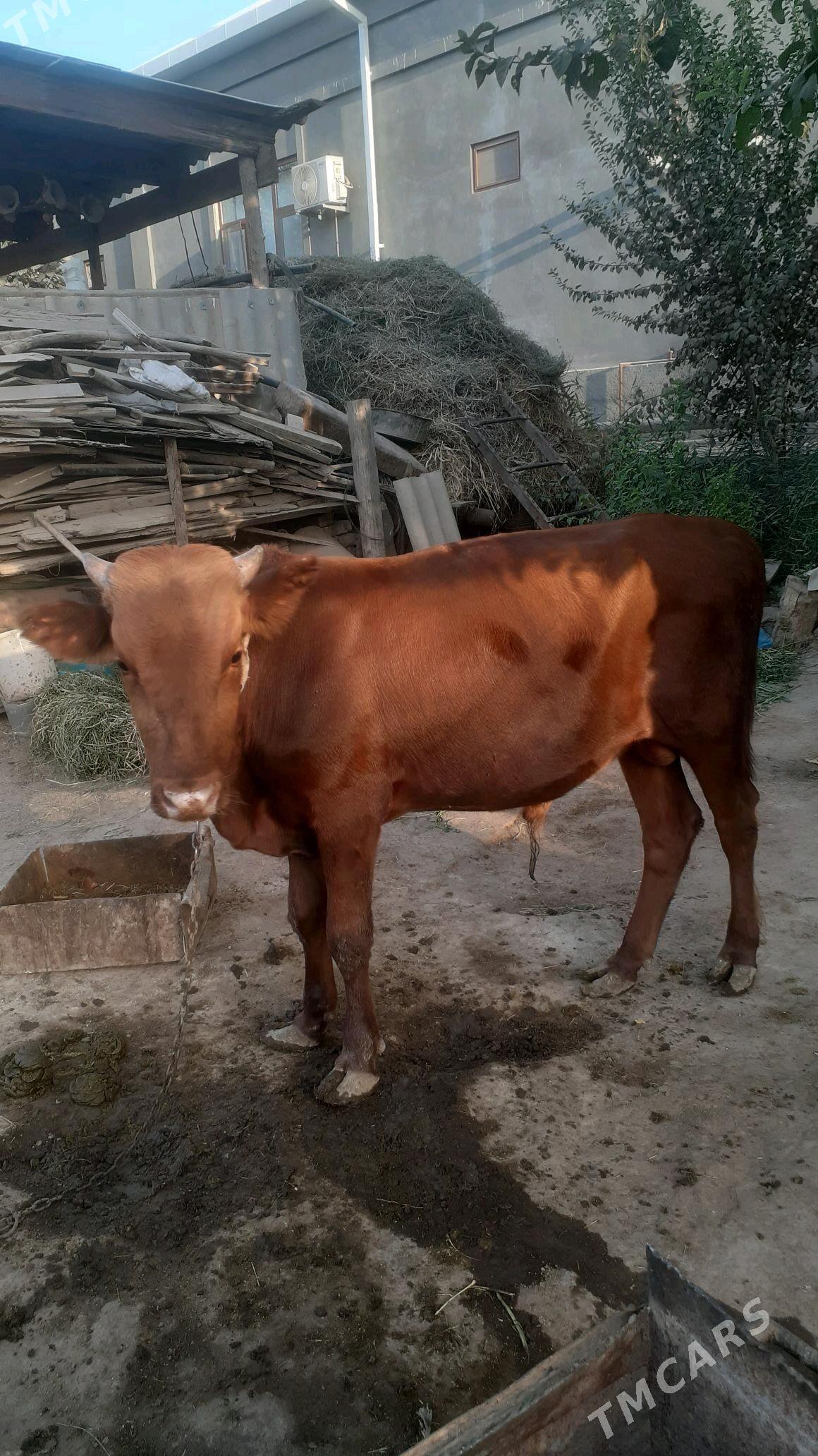 Okuz - Векильбазар - img 2