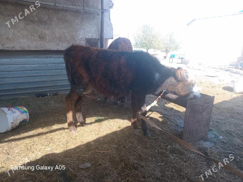 tuwe - Garadamak - img 2