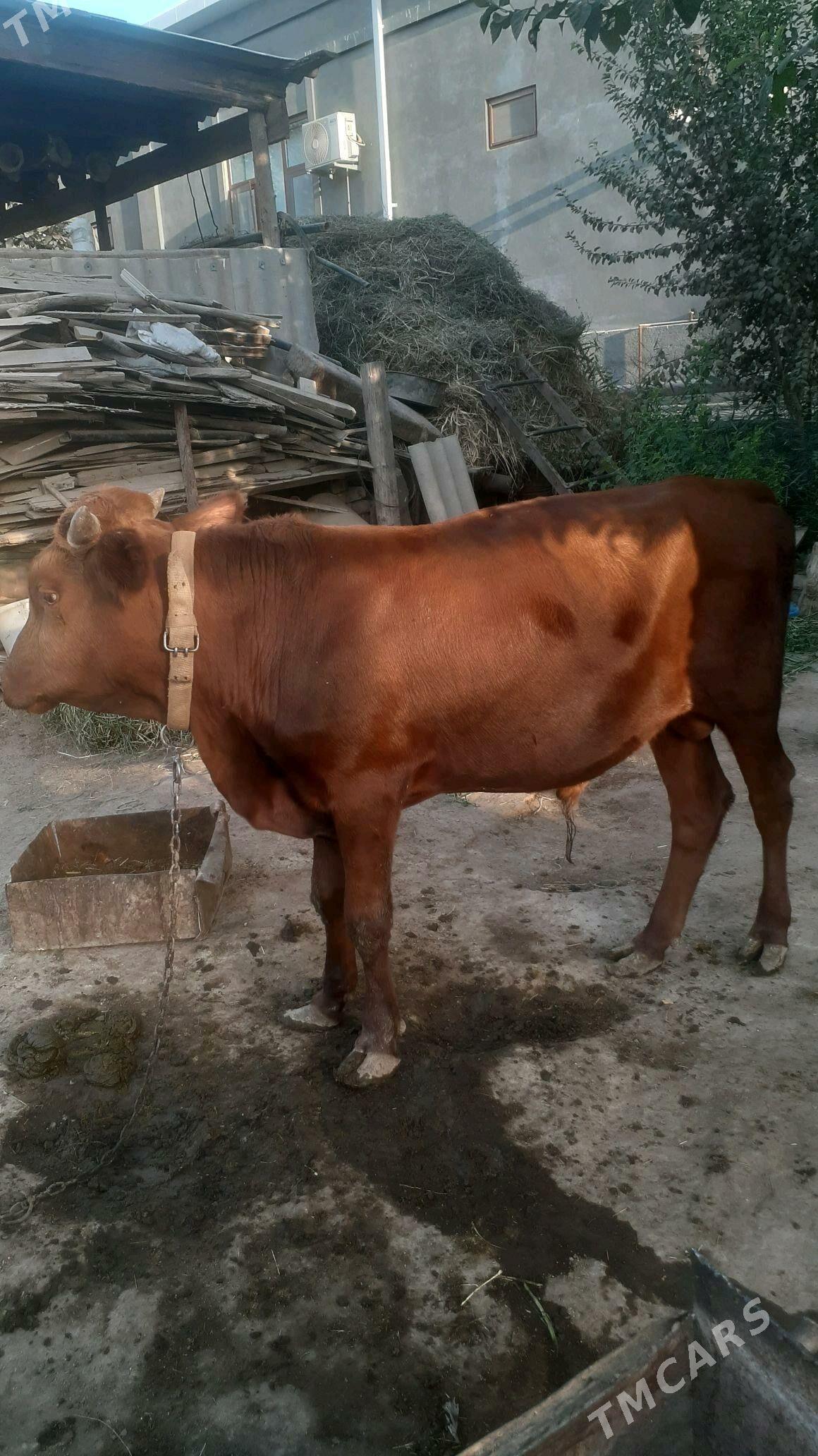 Okuz - Векильбазар - img 3