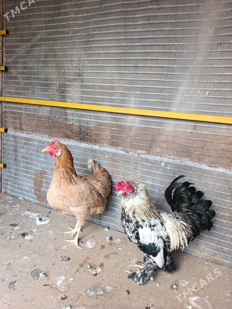 Towuk - Чоганлы - img 1