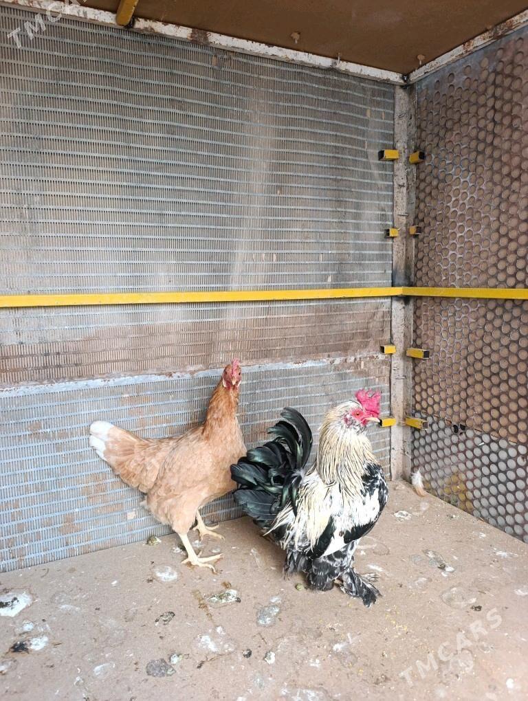 Towuk - Чоганлы - img 2