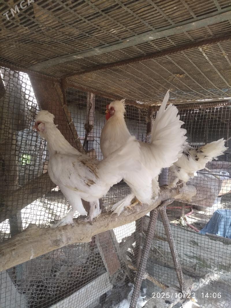 карлик - Farap - img 2