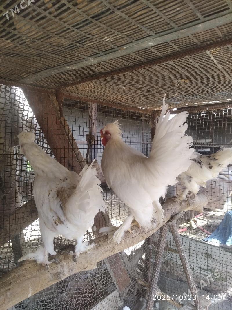 карлик - Farap - img 5