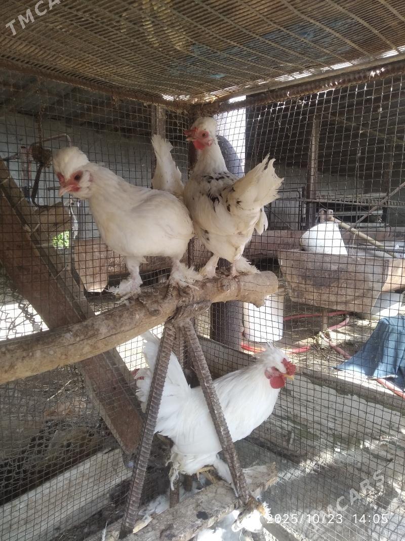 карлик - Farap - img 4