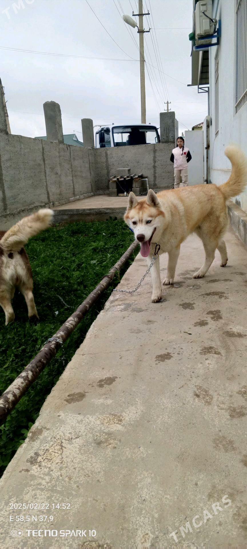 haski Хаски - Ашхабад - img 2