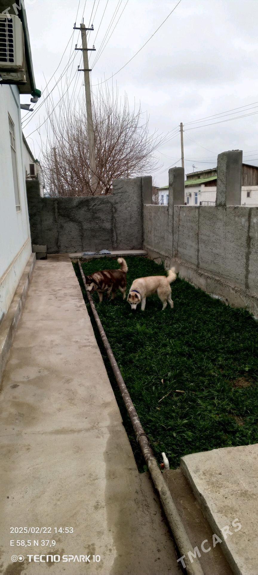 haski Хаски - Ашхабад - img 4