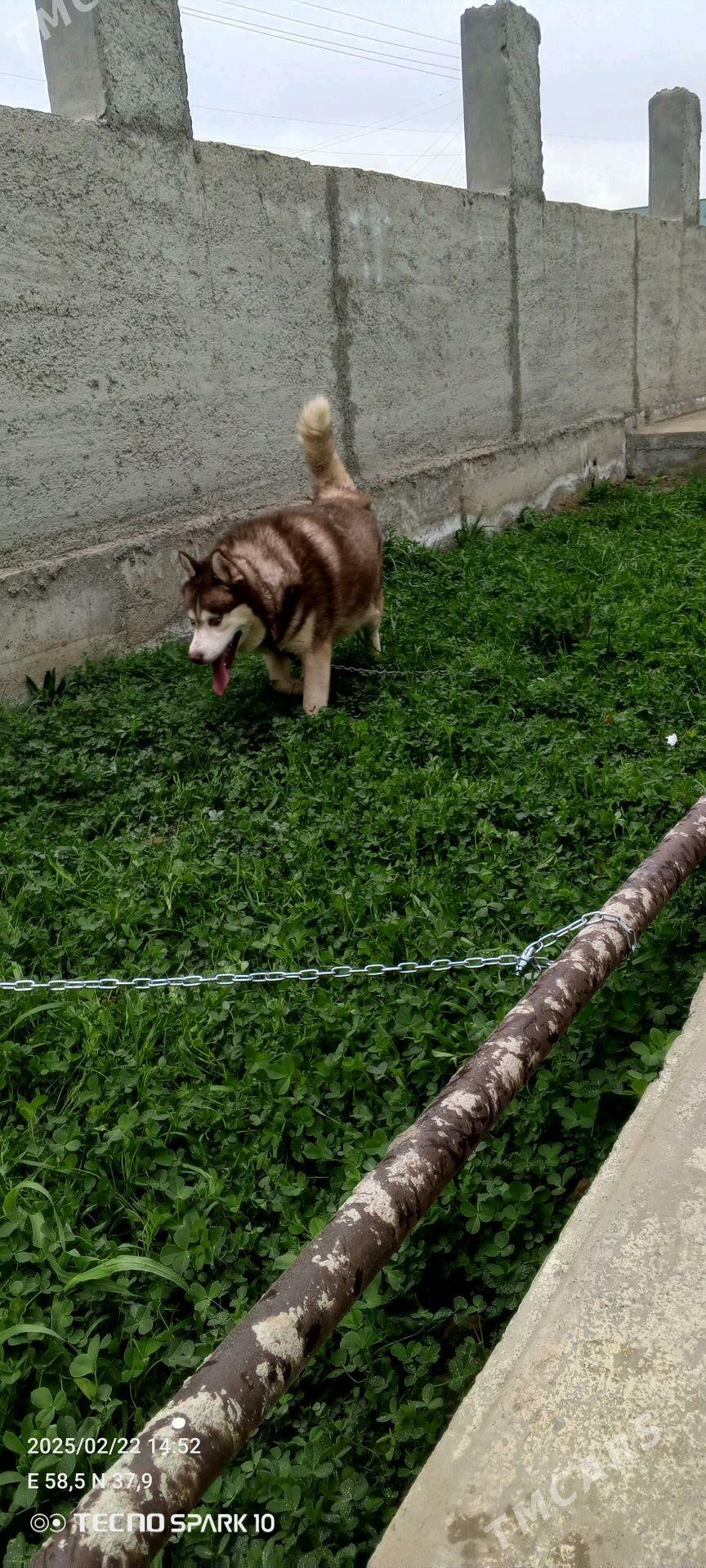 haski Хаски - Ашхабад - img 3