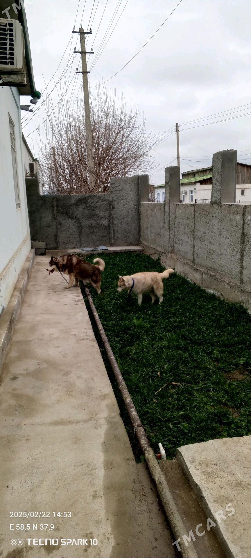 haski Хаски - Ашхабад - img 5