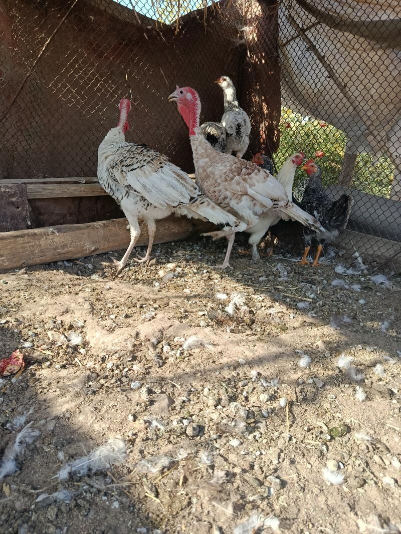 undukler - Çärjew - img 2