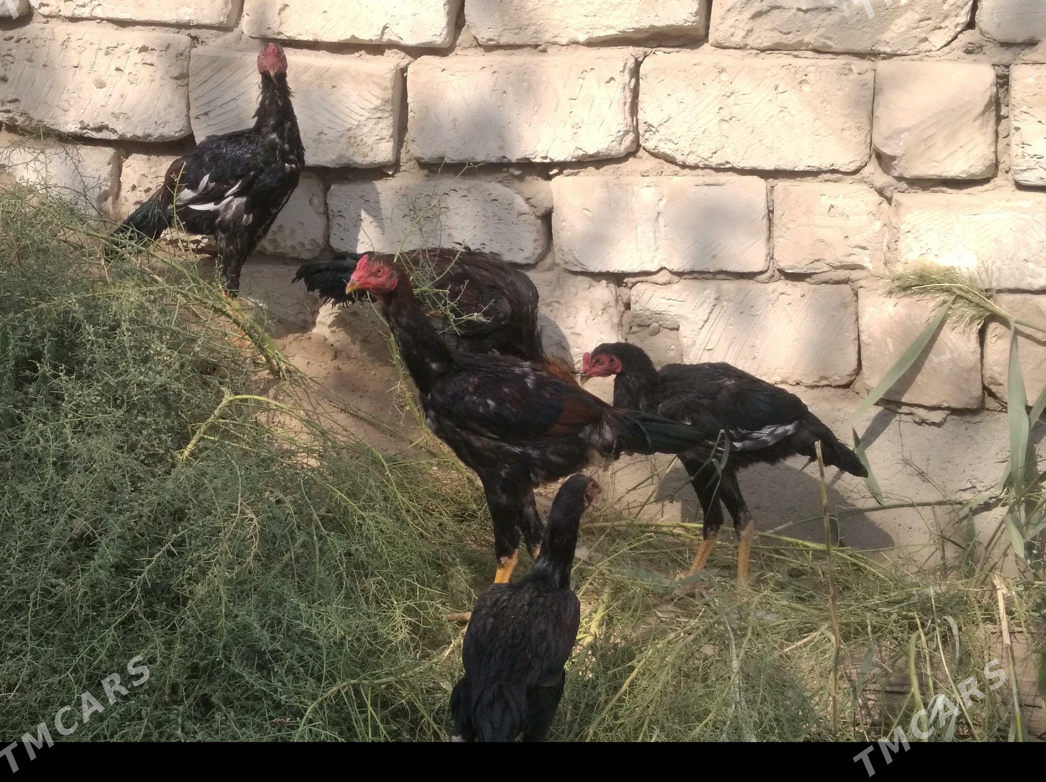 taşkent - Tejen - img 2