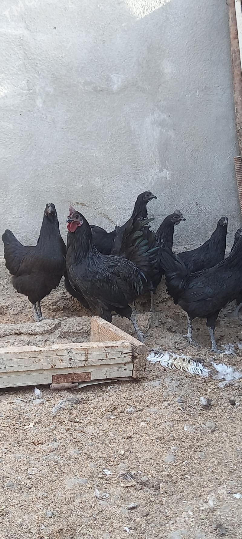 Eti gara towguň ýumurtgasy - Ашхабад - img 2