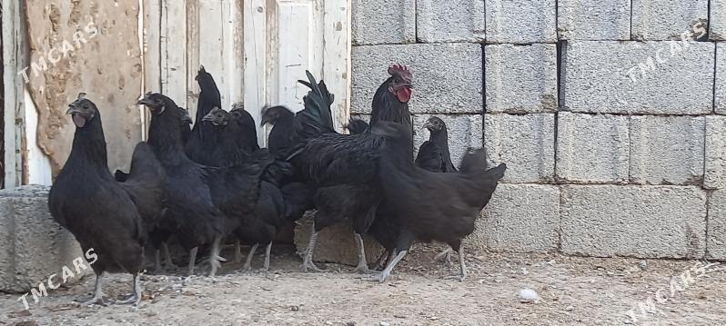 Eti gara towguň ýumurtgasy - Ашхабад - img 4