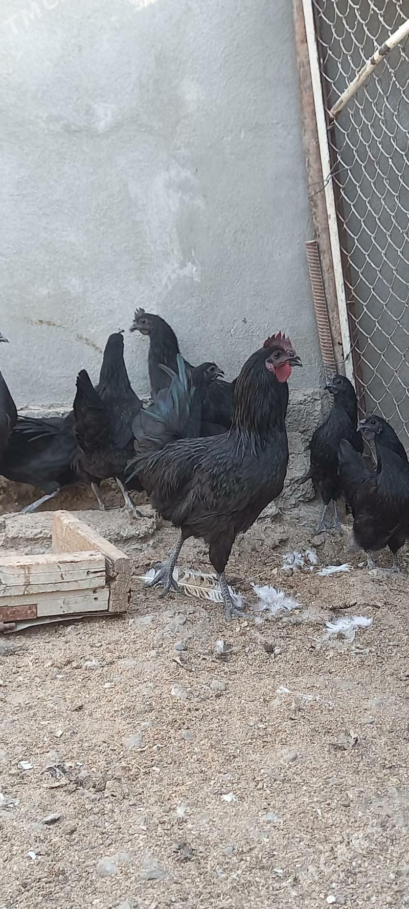 Eti gara towguň ýumurtgasy - Ашхабад - img 3