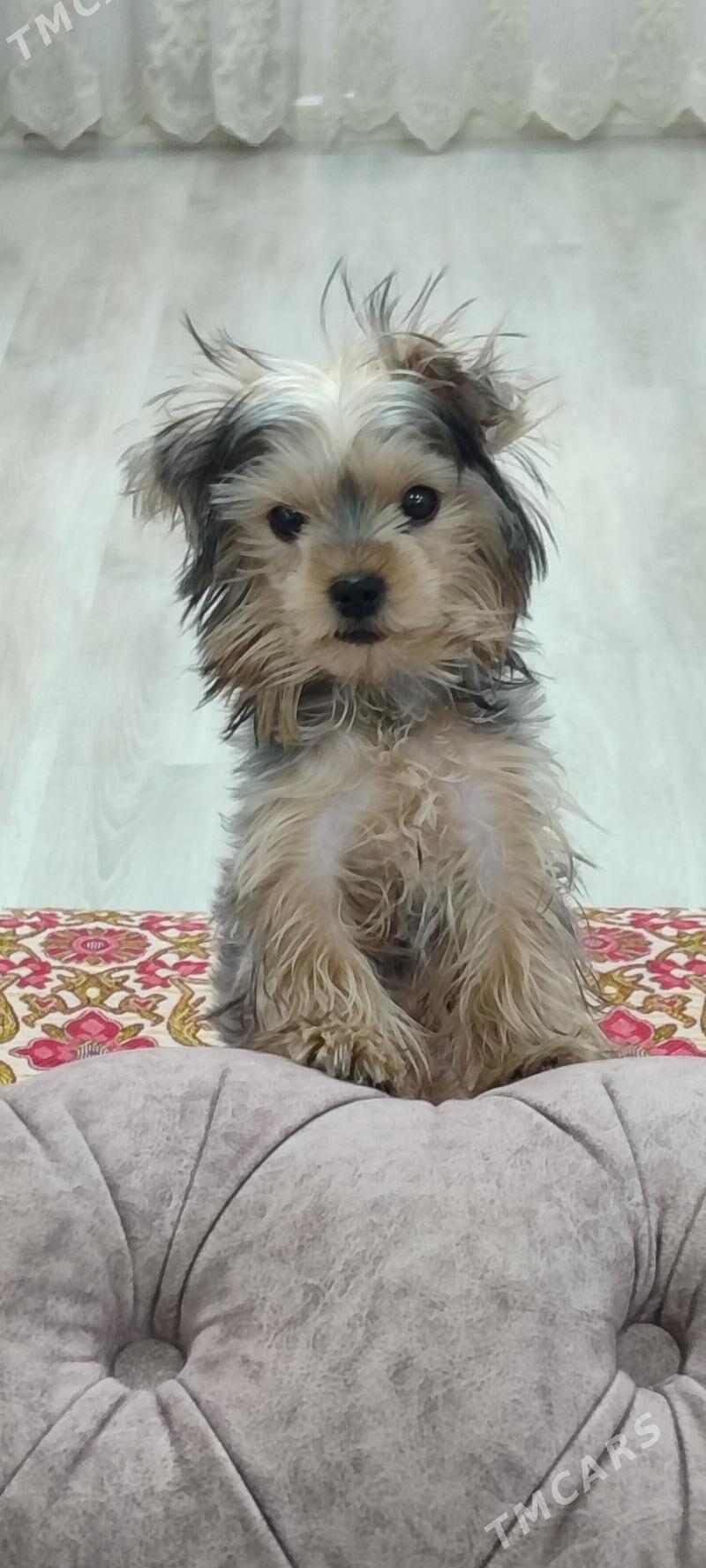 ниорский терер - Mary - img 4