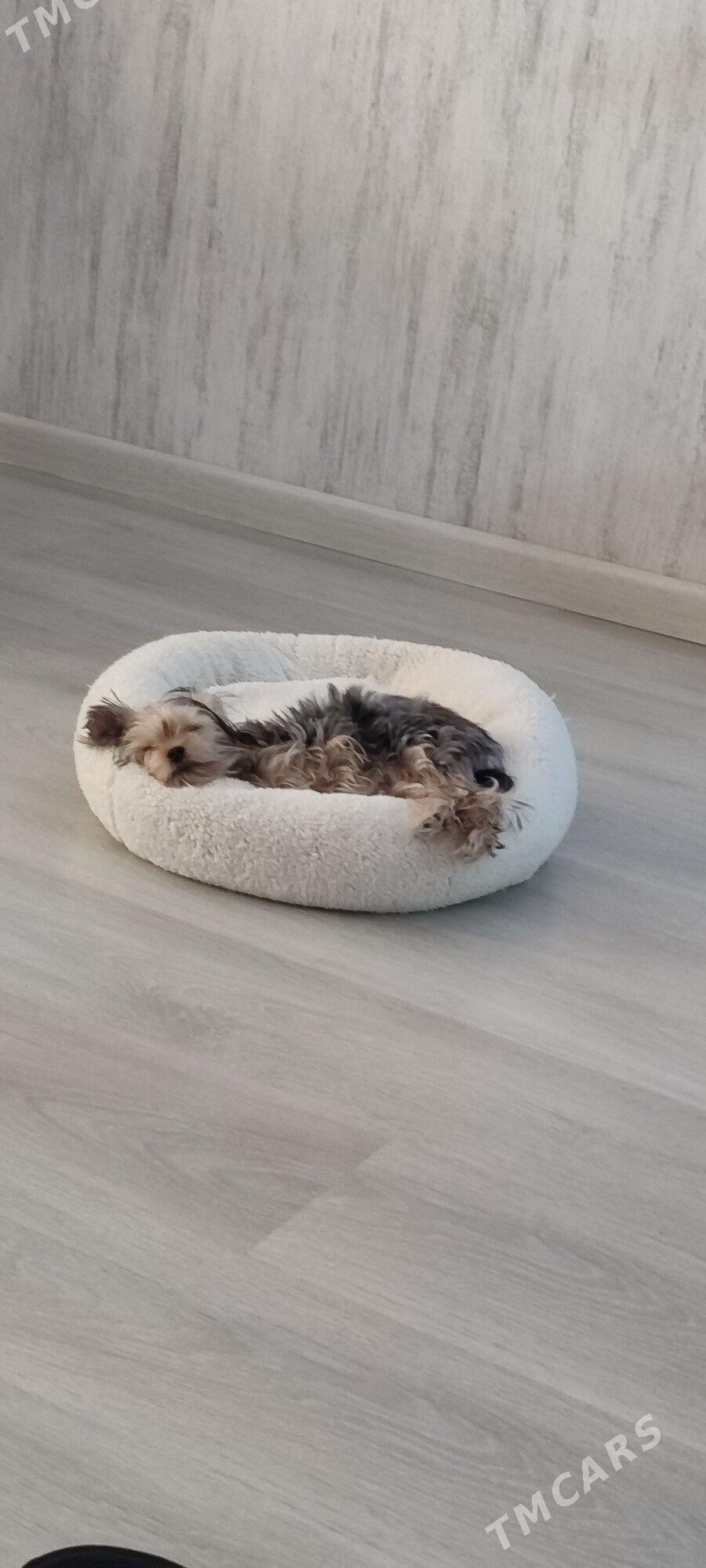 ниорский терер - Mary - img 2