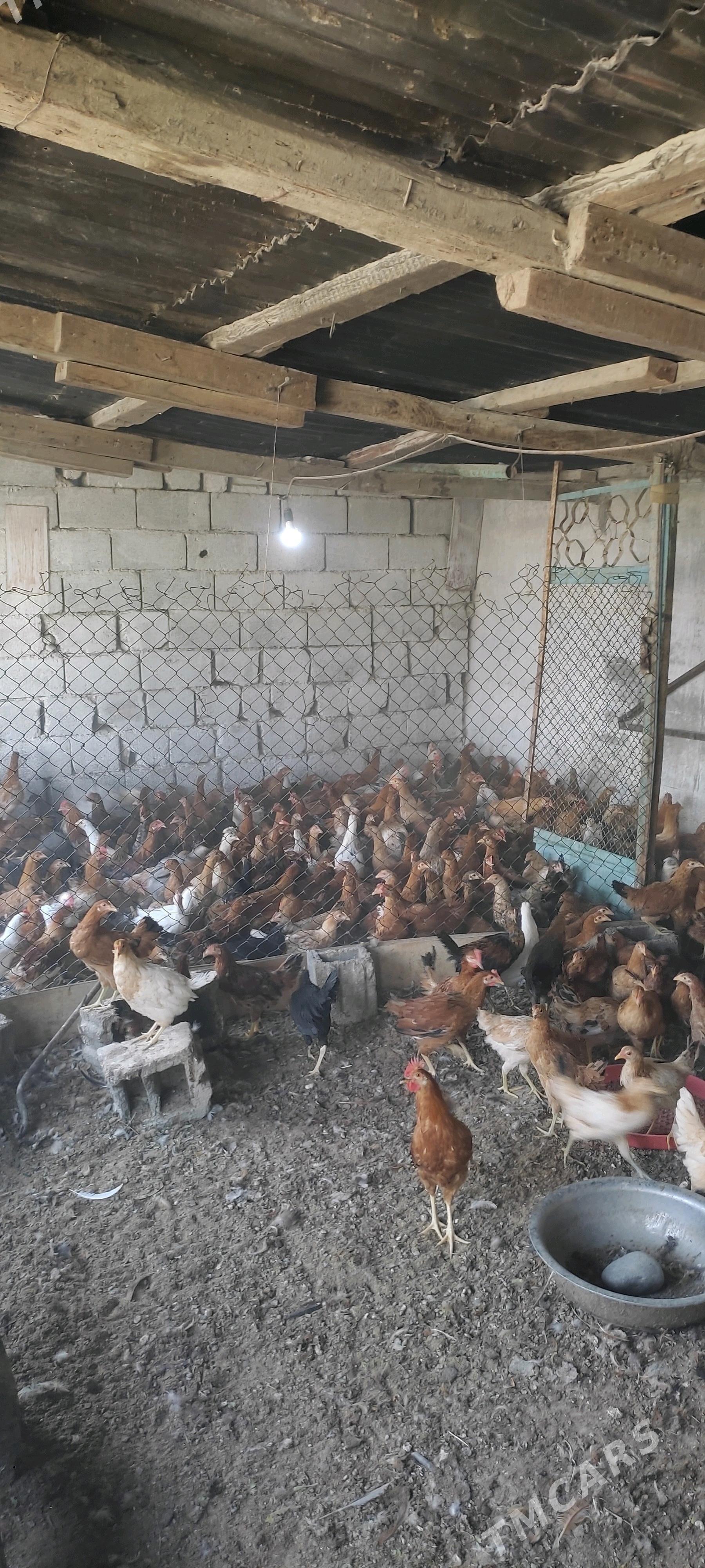 Towuk 7 Aylyk - Bagyr - img 2