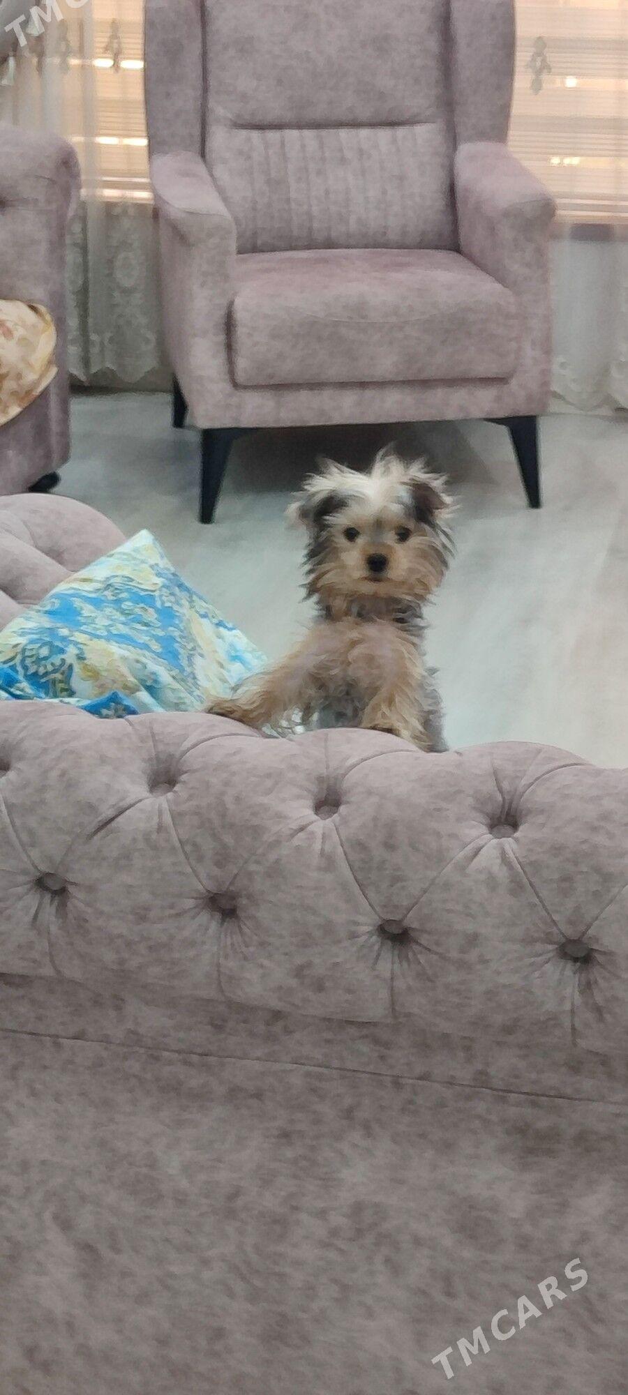 ниорский терер - Mary - img 3