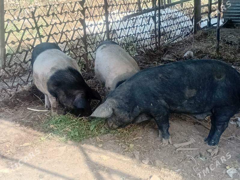 donuzlar - Türkmenabat - img 4