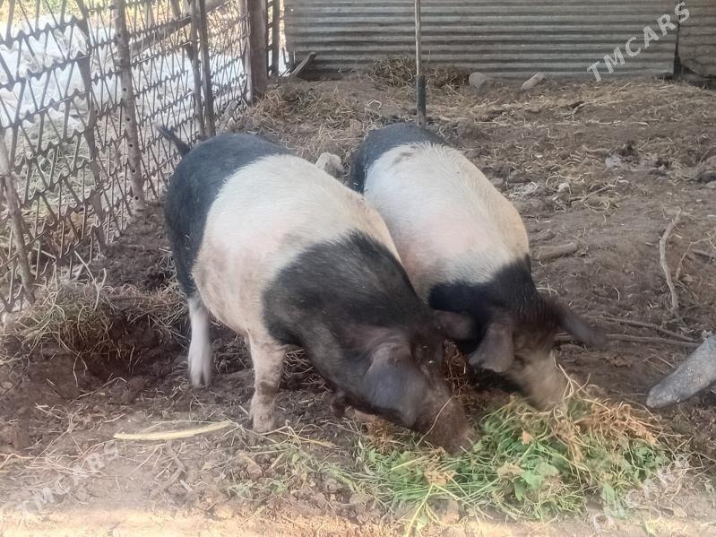 donuzlar - Türkmenabat - img 3