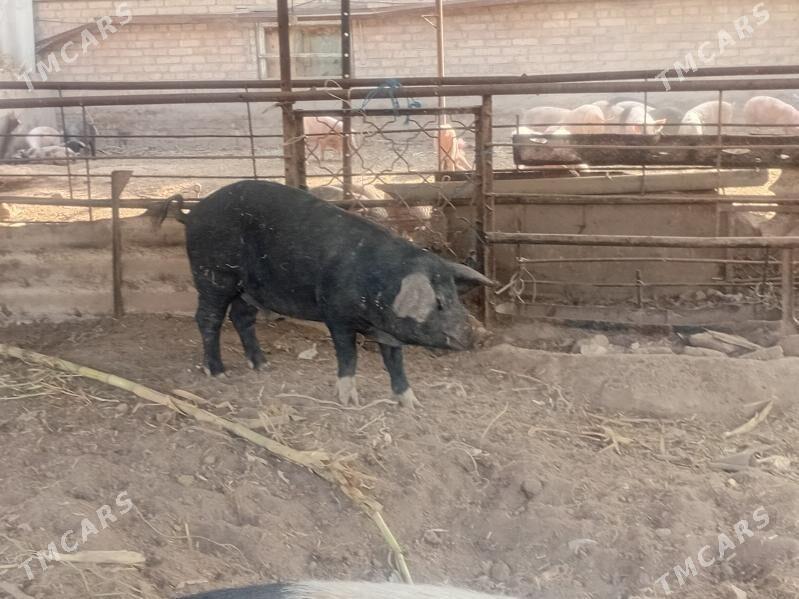 donuzlar - Türkmenabat - img 1