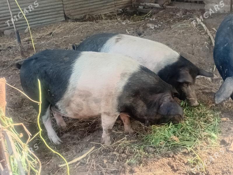 donuzlar - Türkmenabat - img 2