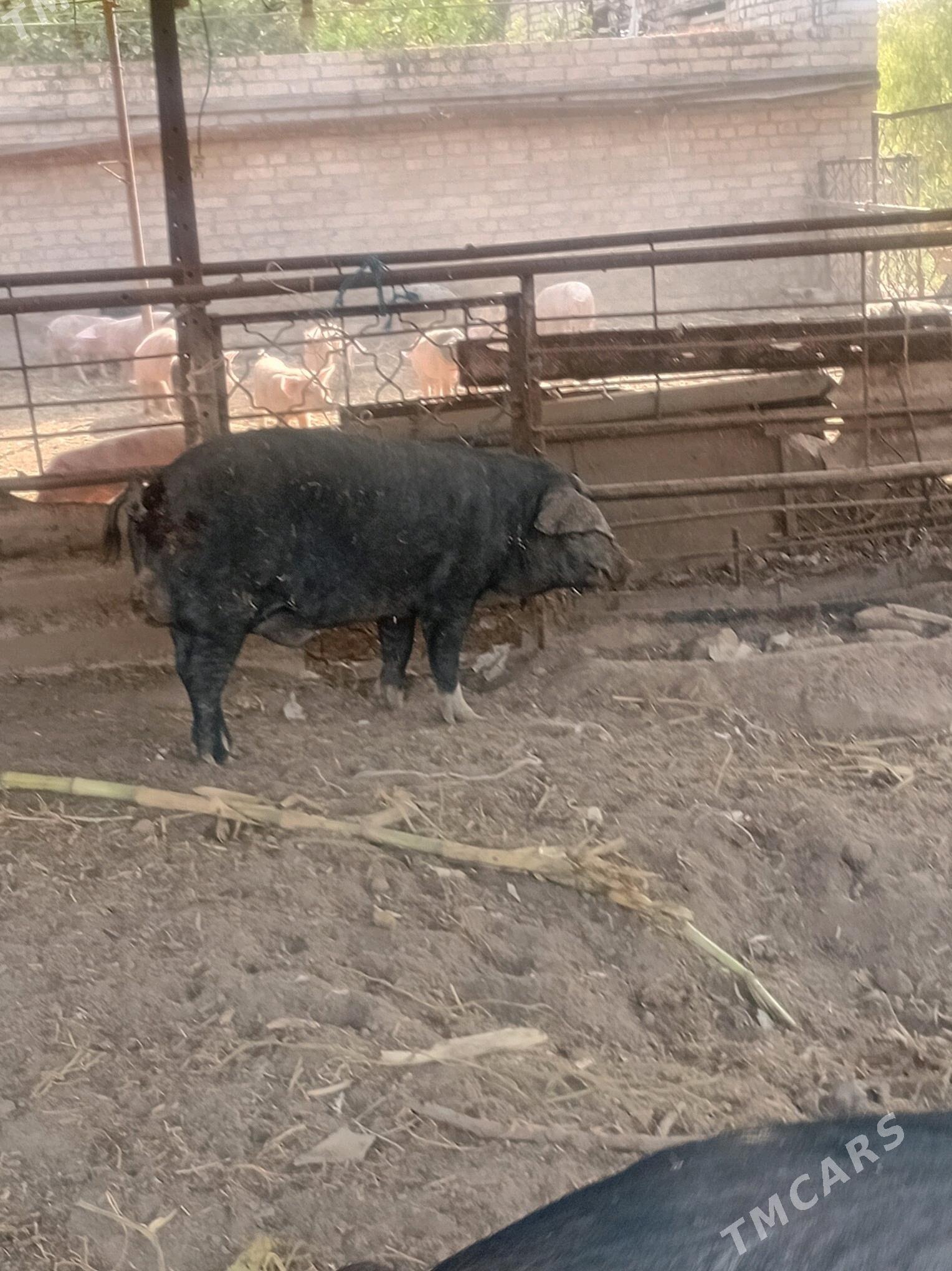 donuzlar - Türkmenabat - img 5