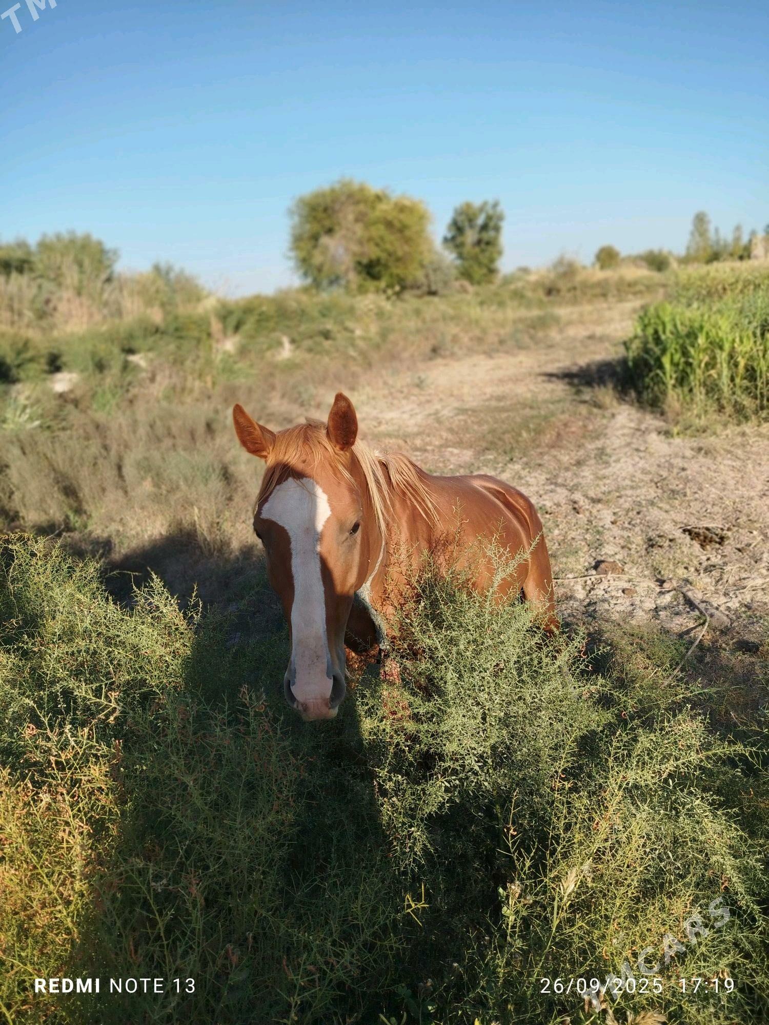 at satlyk - Görogly (Tagta) - img 3