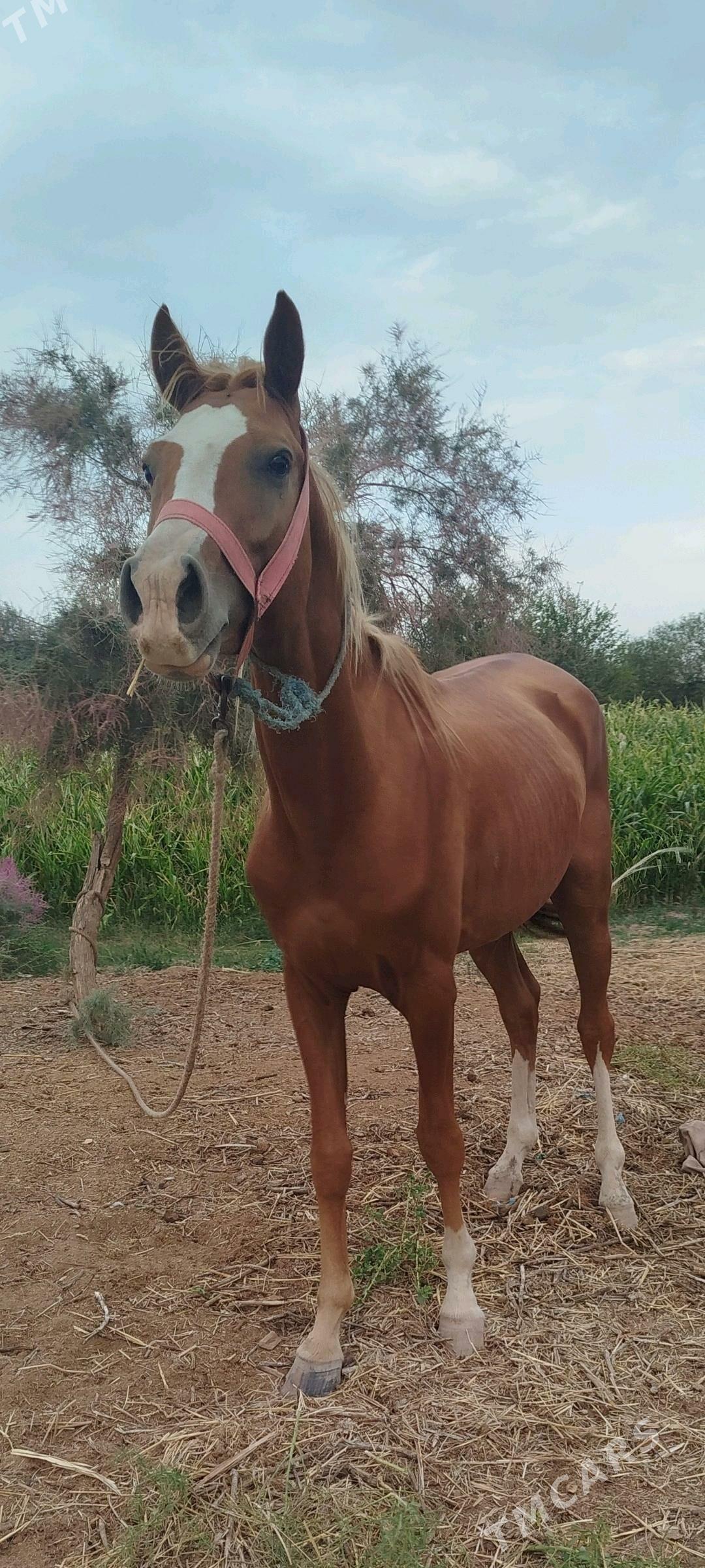 at satlyk - Görogly (Tagta) - img 2