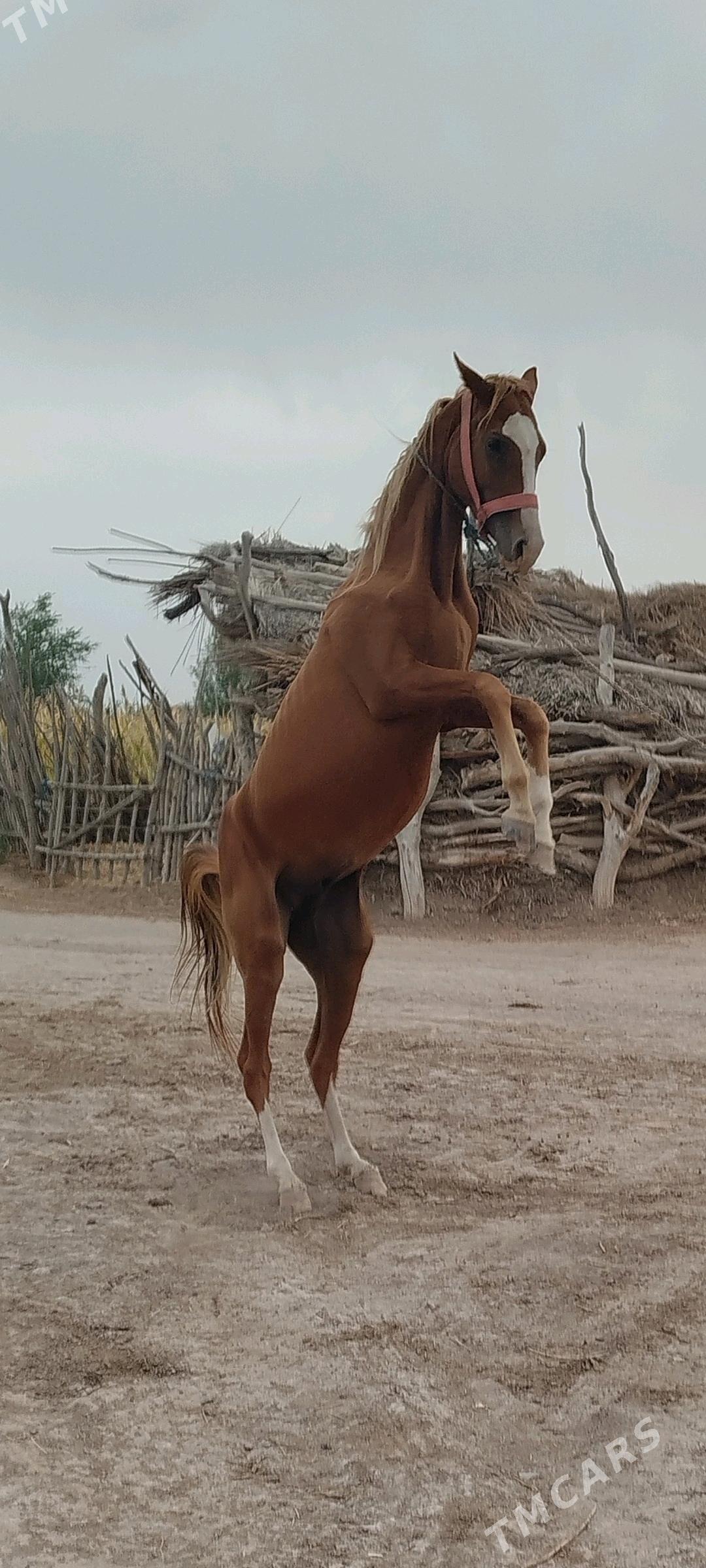 at satlyk - Görogly (Tagta) - img 5