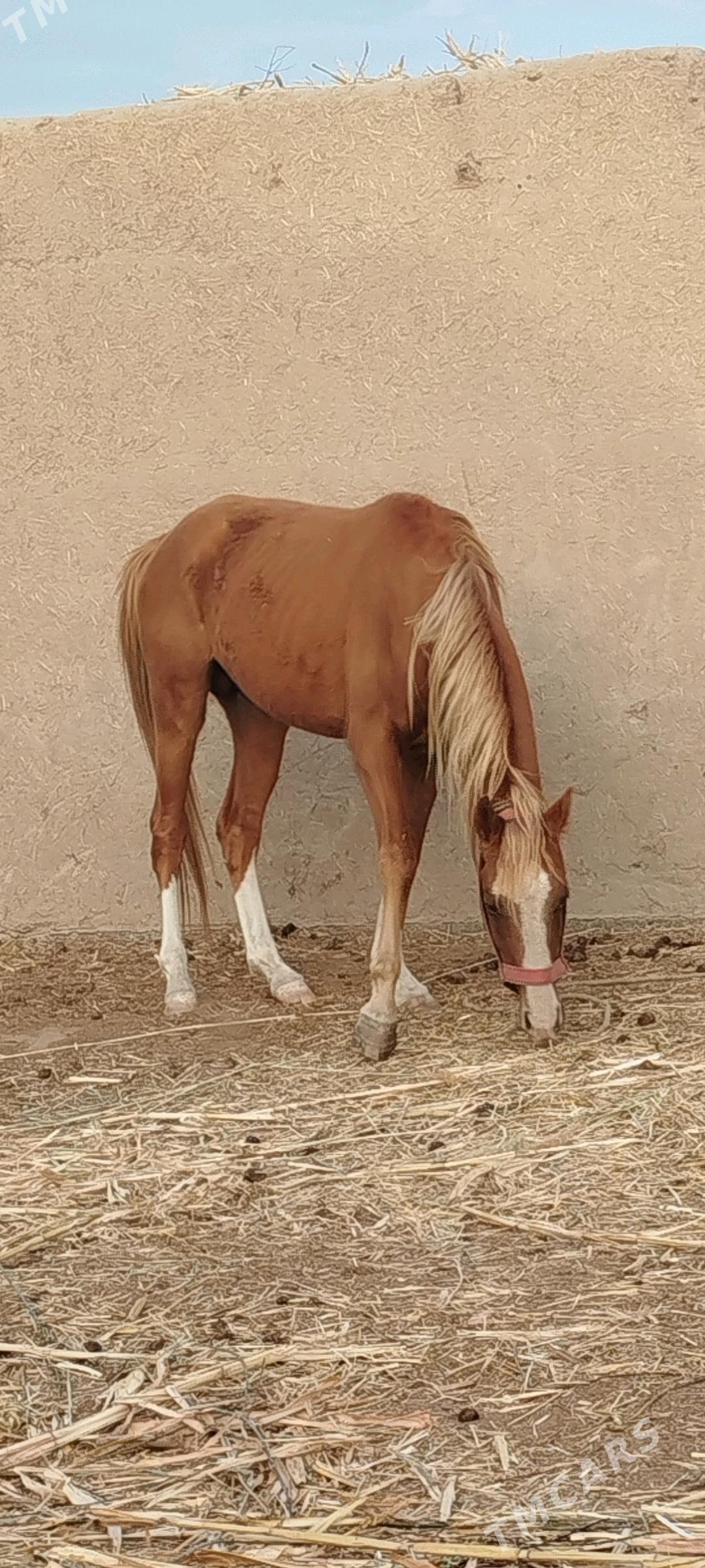 at satlyk - Görogly (Tagta) - img 4