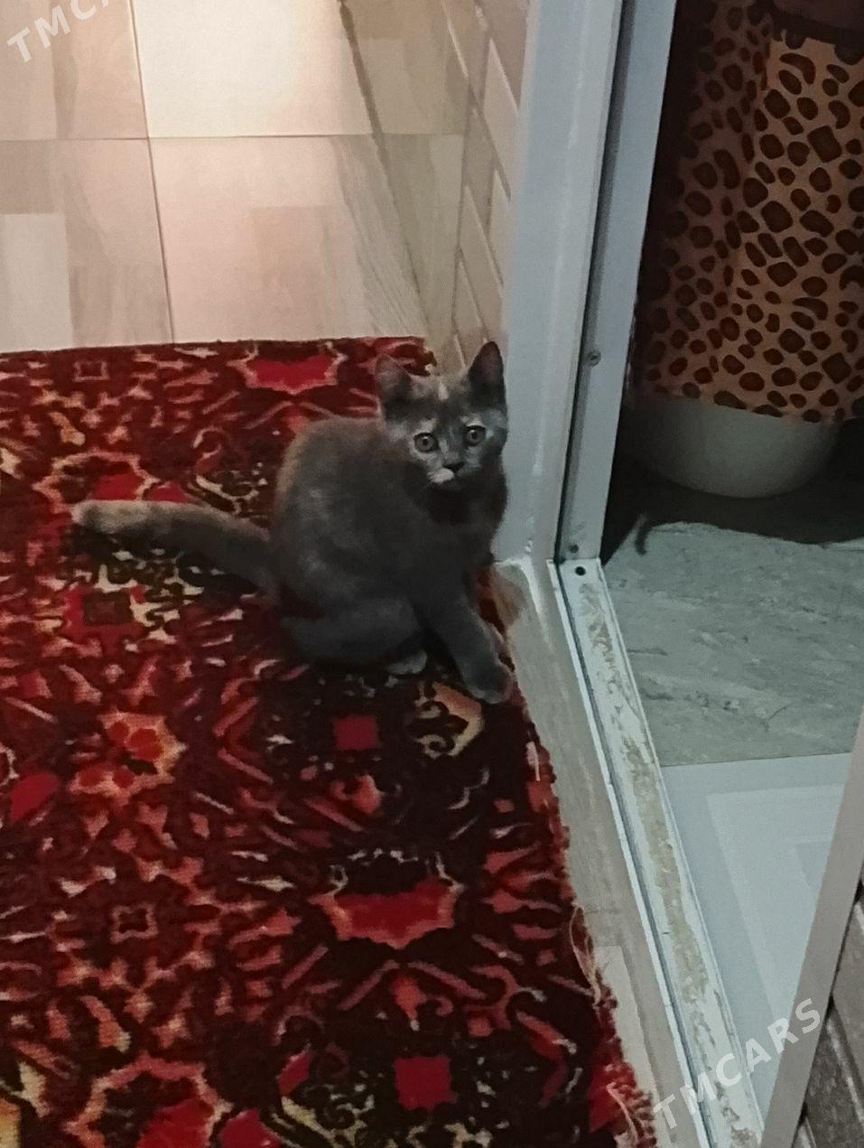 Продается шотландский котенок. - Туркменабат - img 3