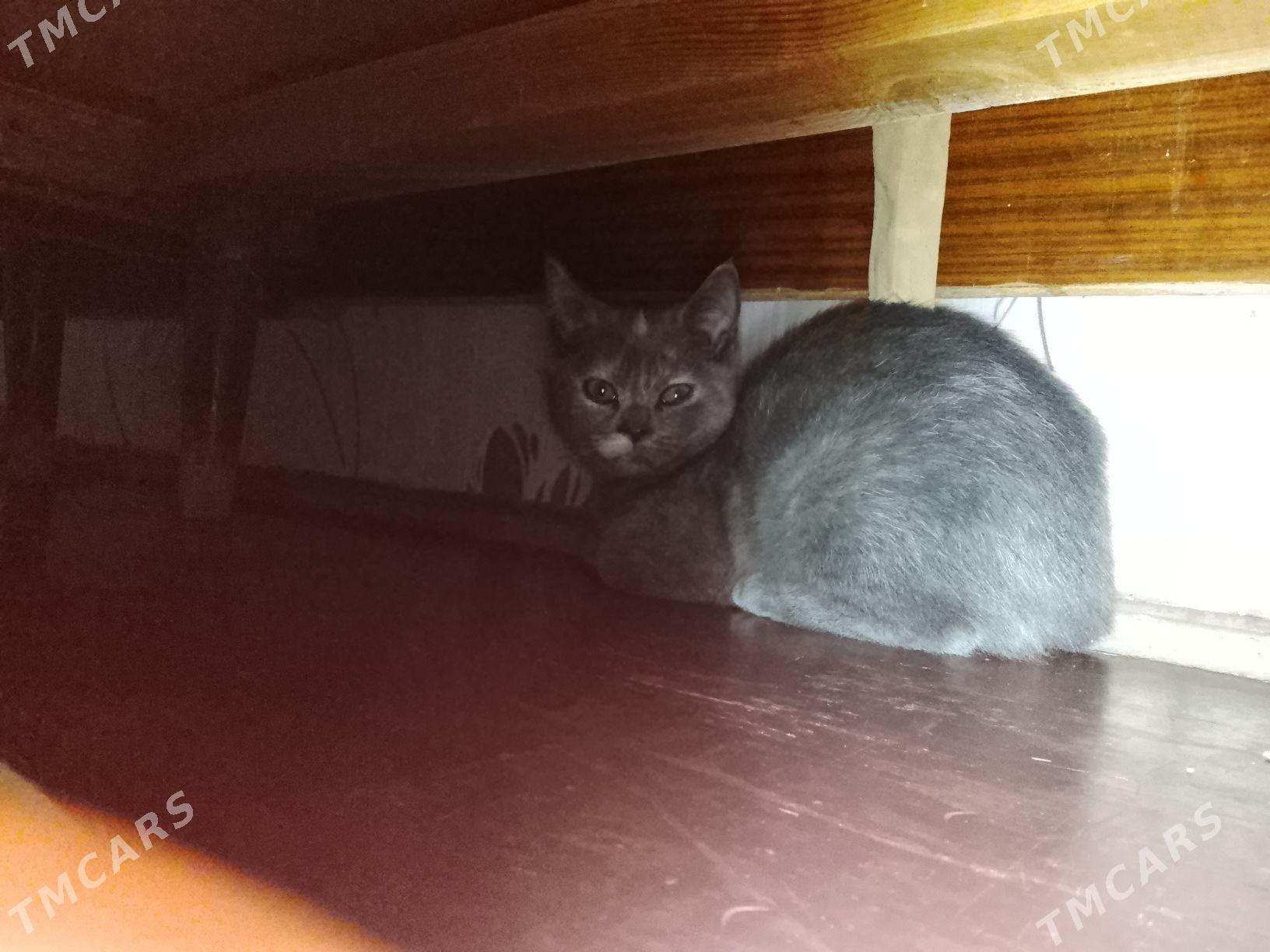 Продается шотландский котенок. - Туркменабат - img 2