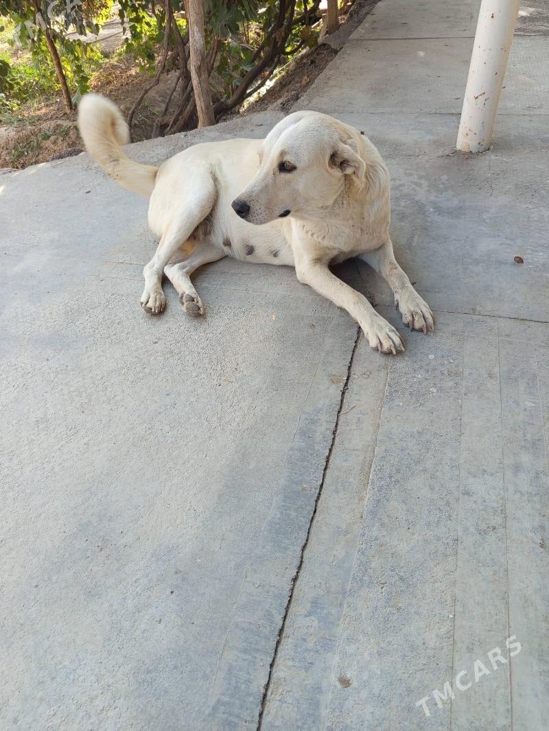 it - Wekilbazar - img 3