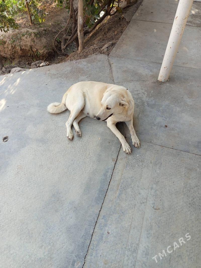 it - Wekilbazar - img 2