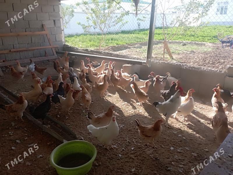 Towuk - Тязе заман - img 7