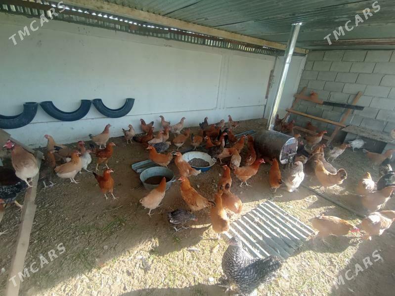 Towuk - Тязе заман - img 1