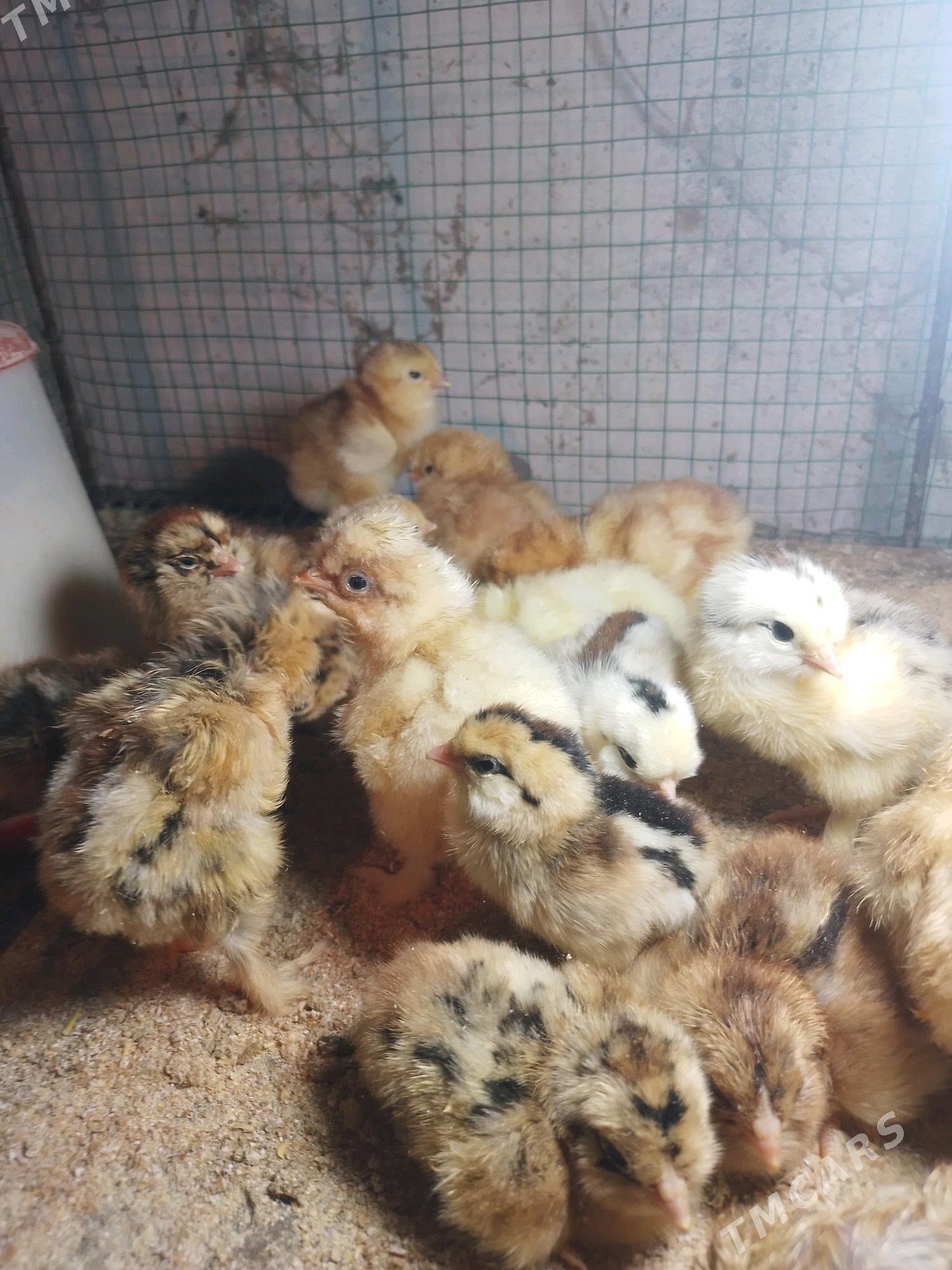 brama jüýje - Şatlyk - img 3