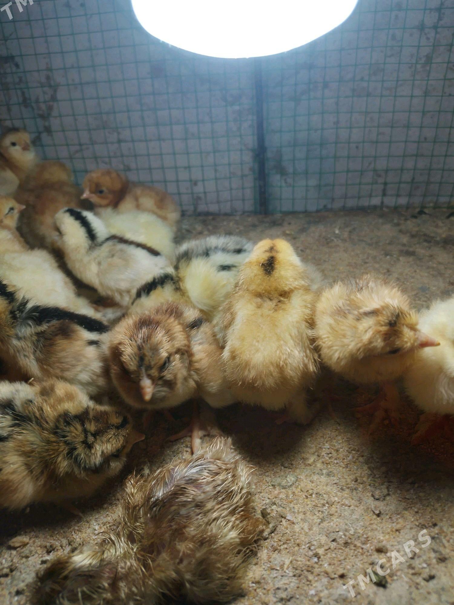 brama jüýje - Şatlyk - img 2